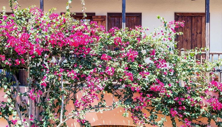 Rigas Hotel - Χώρα, Σκόπελος